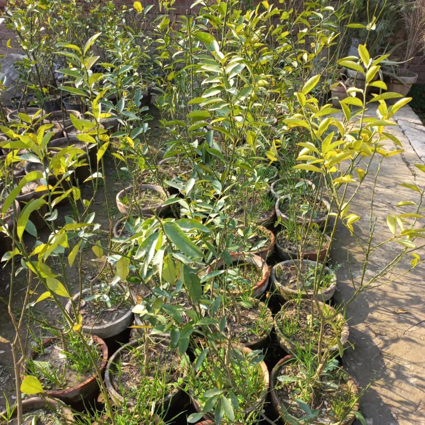 Hamza Nursery plants and landscaping, Lahore — photo 3
