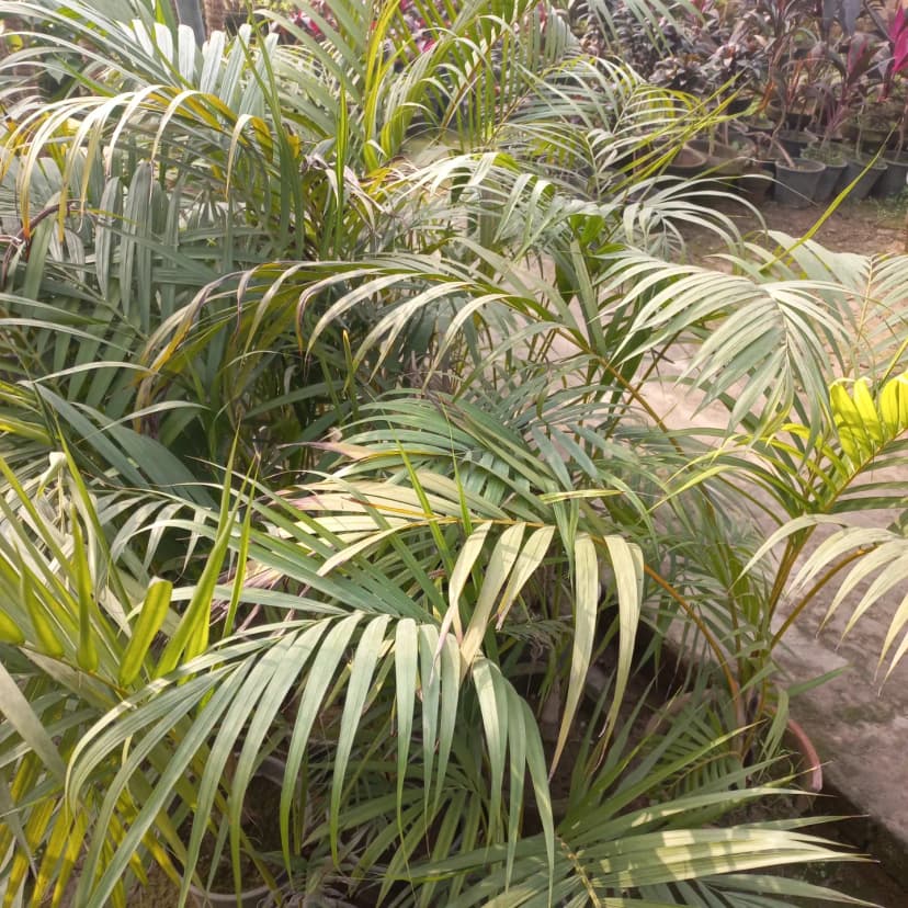 Hamza Nursery plants and landscaping, Lahore — photo 6