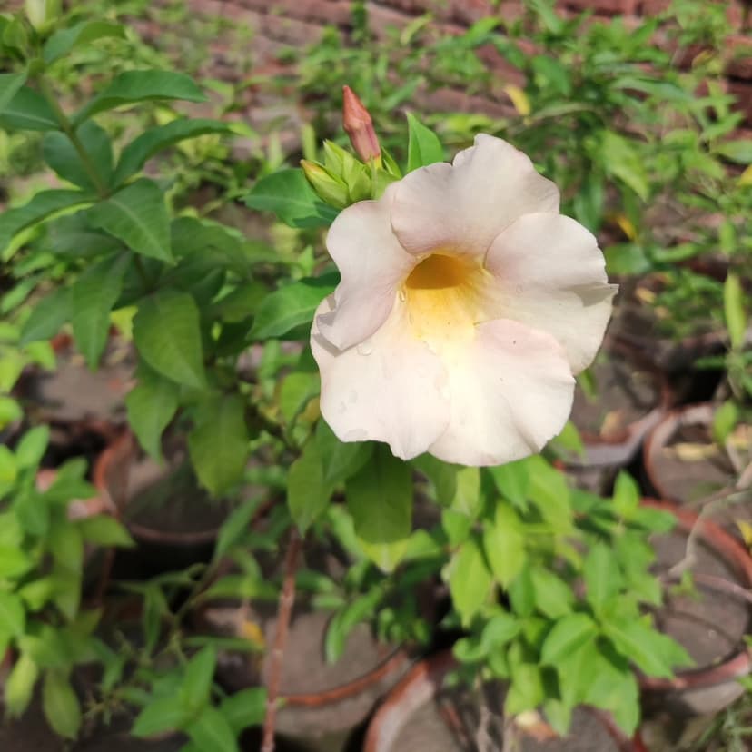 Hamza Nursery plants and landscaping, Lahore — photo 4