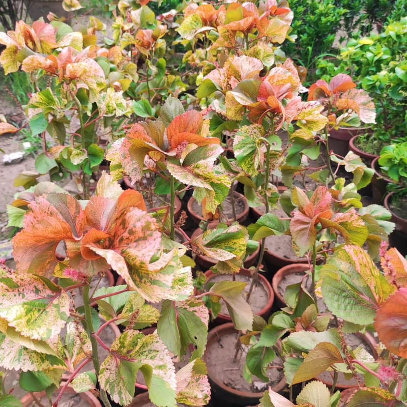 Hamza Nursery plants and landscaping, Lahore — photo 2
