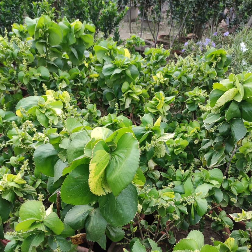 Hamza Nursery plants and landscaping, Lahore — photo 1