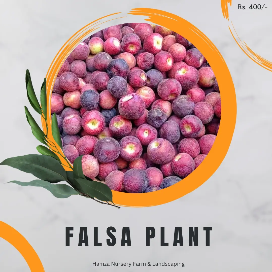 Falsa