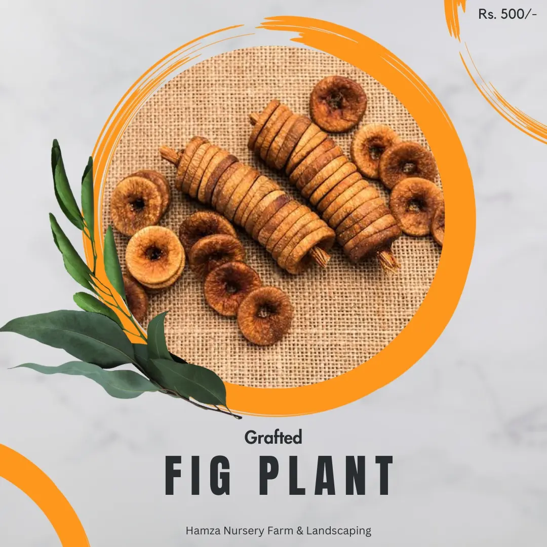 Fig