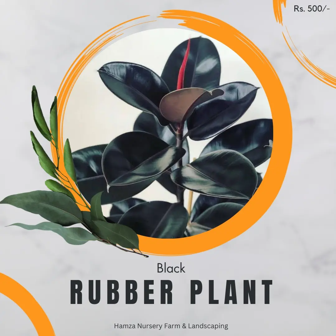 Black Rubber Plant