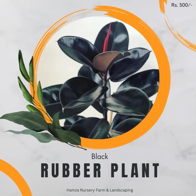 Black Rubber Plant