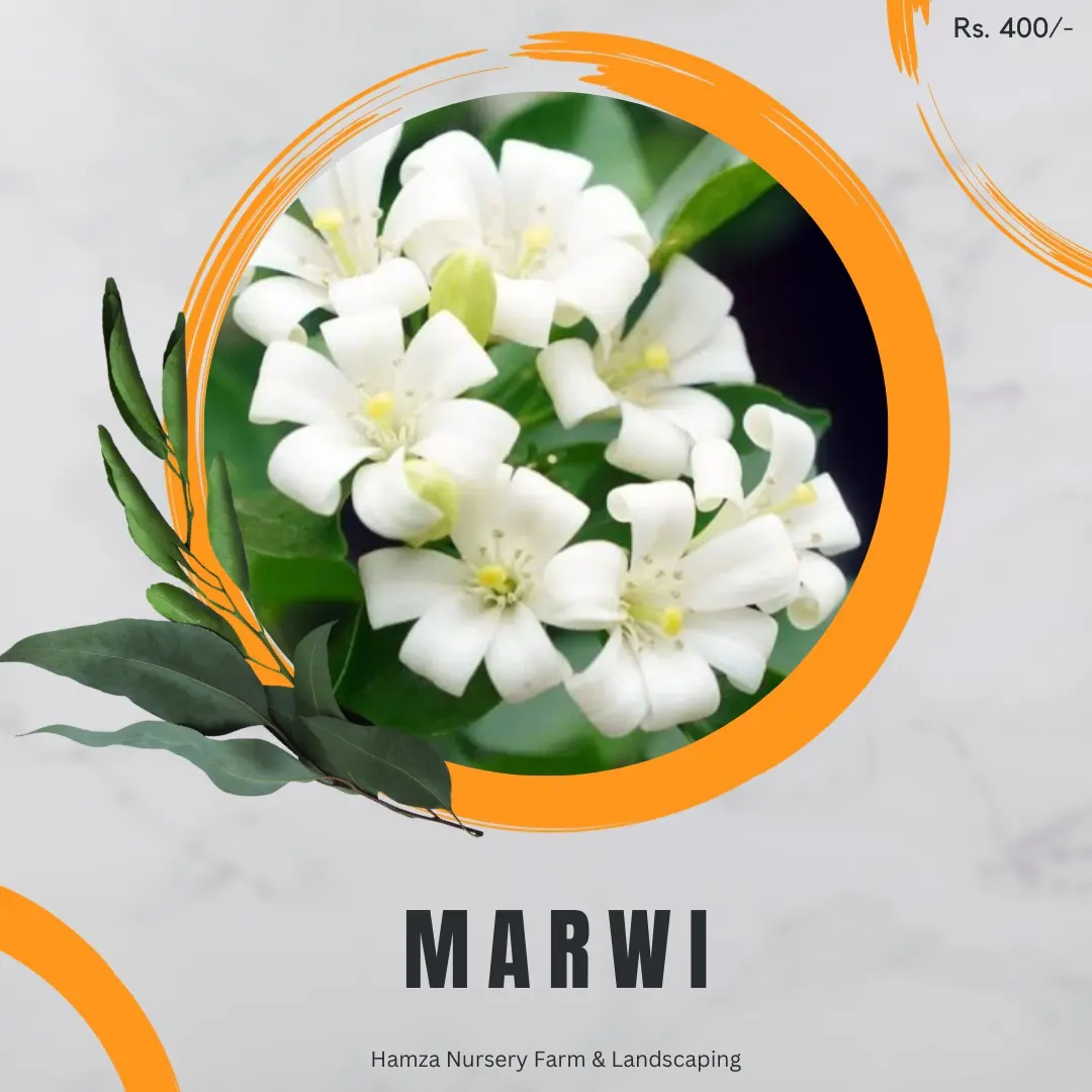 Marwa