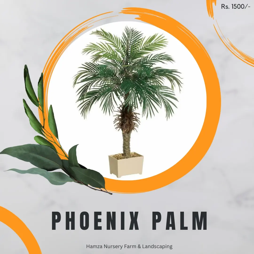 Phoenix Palm