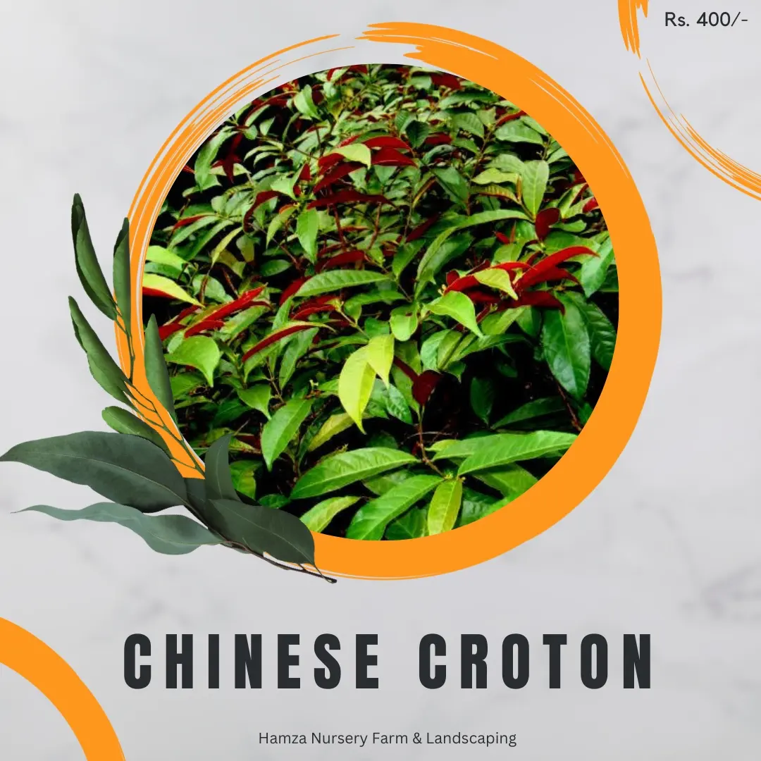 Chinese Croton