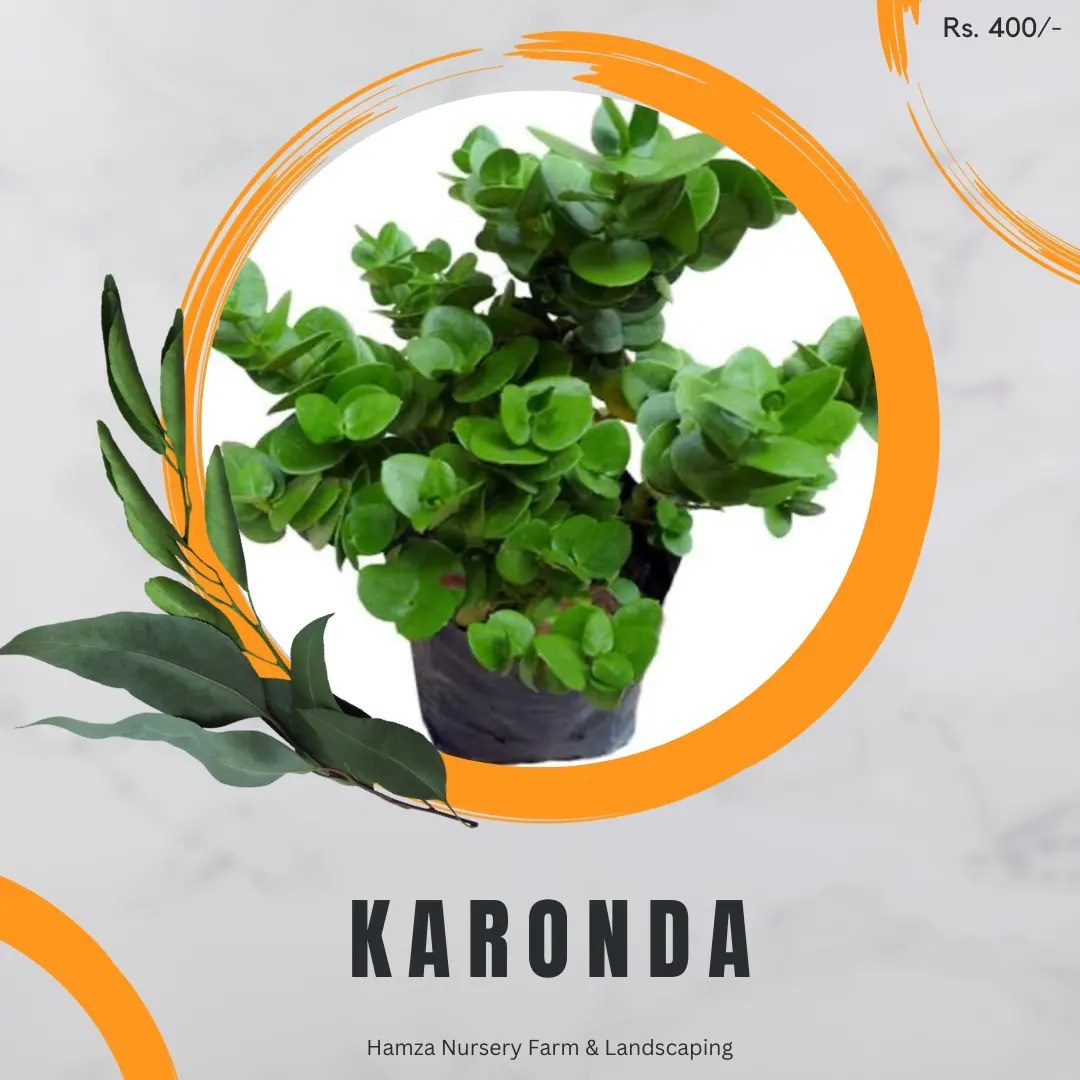 Karonda