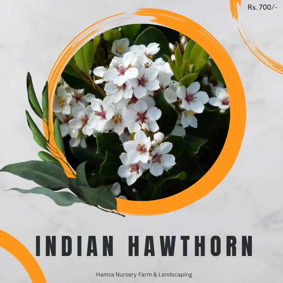 Indian Hawthorn