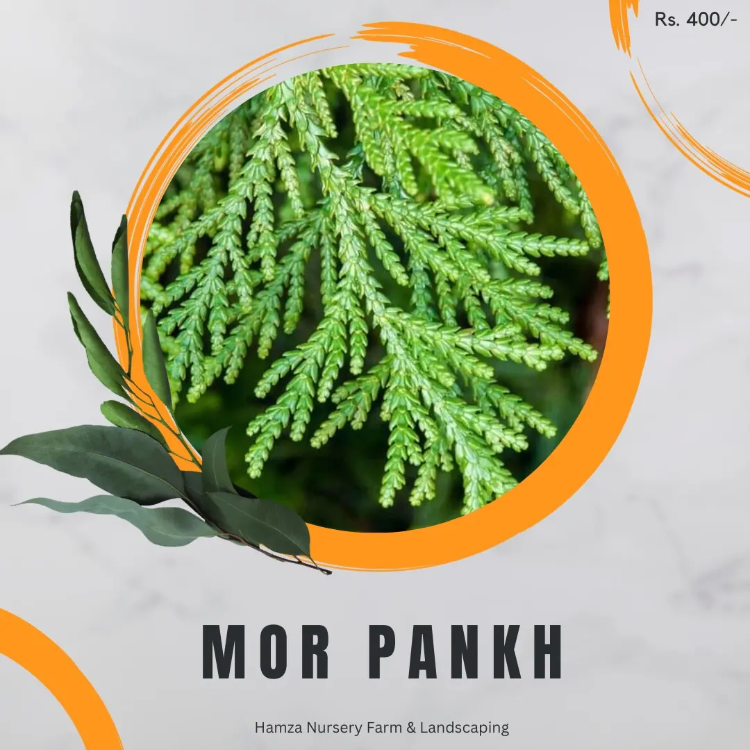 Mor Pankh