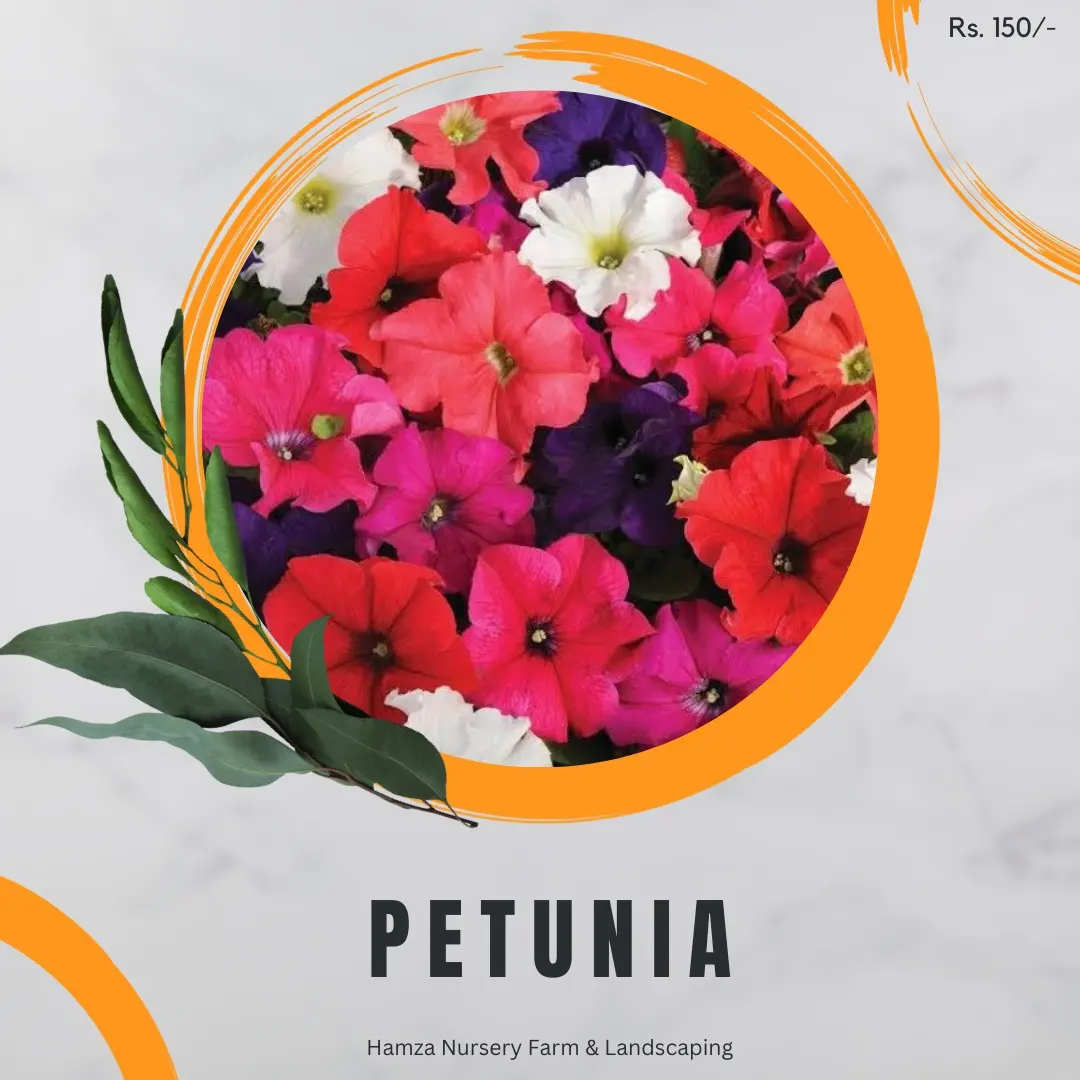 Petunia