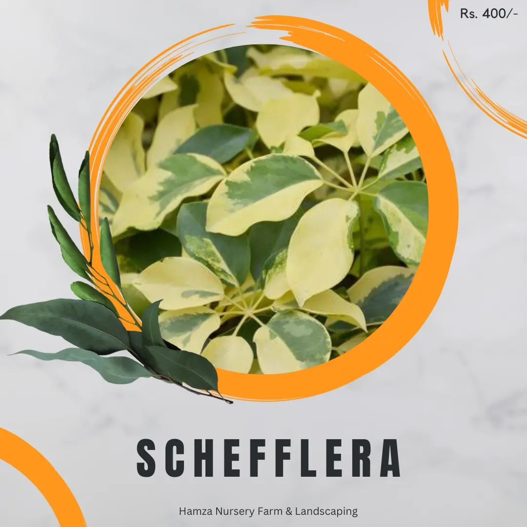 Schefflera