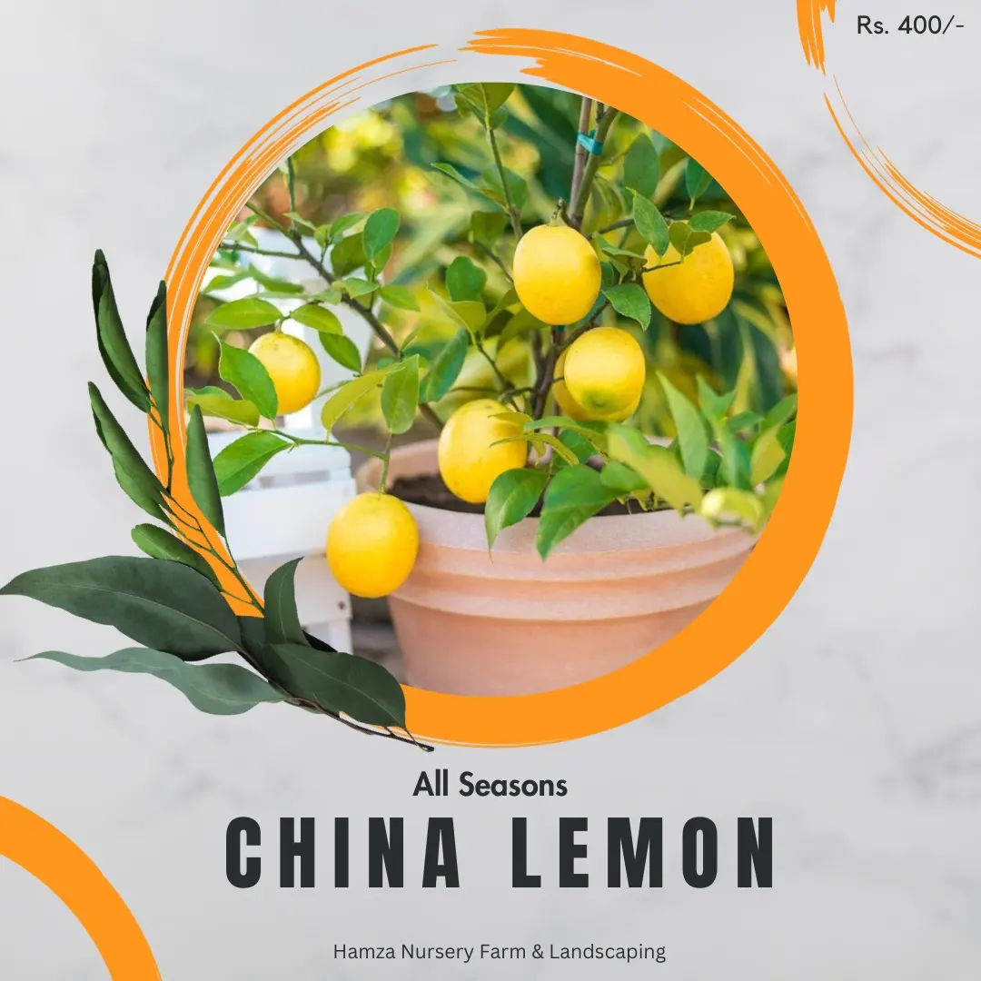 All Season China Lemon