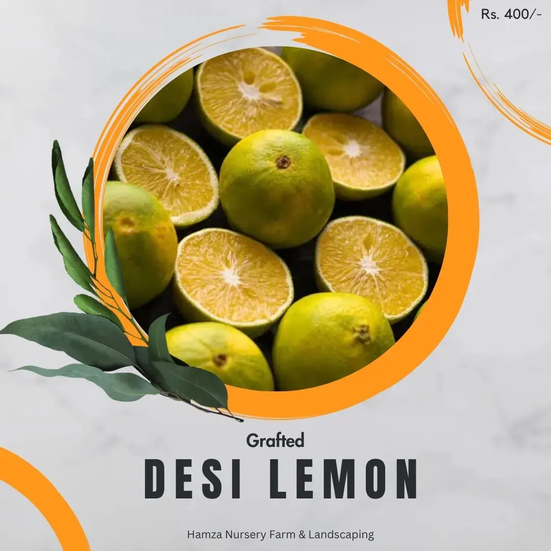 Desi Lemon