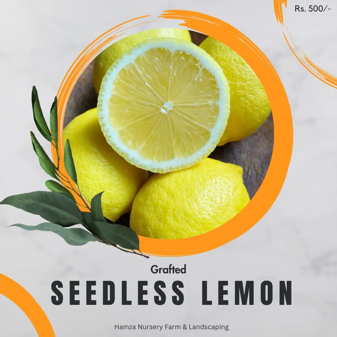 Seedless Lemon