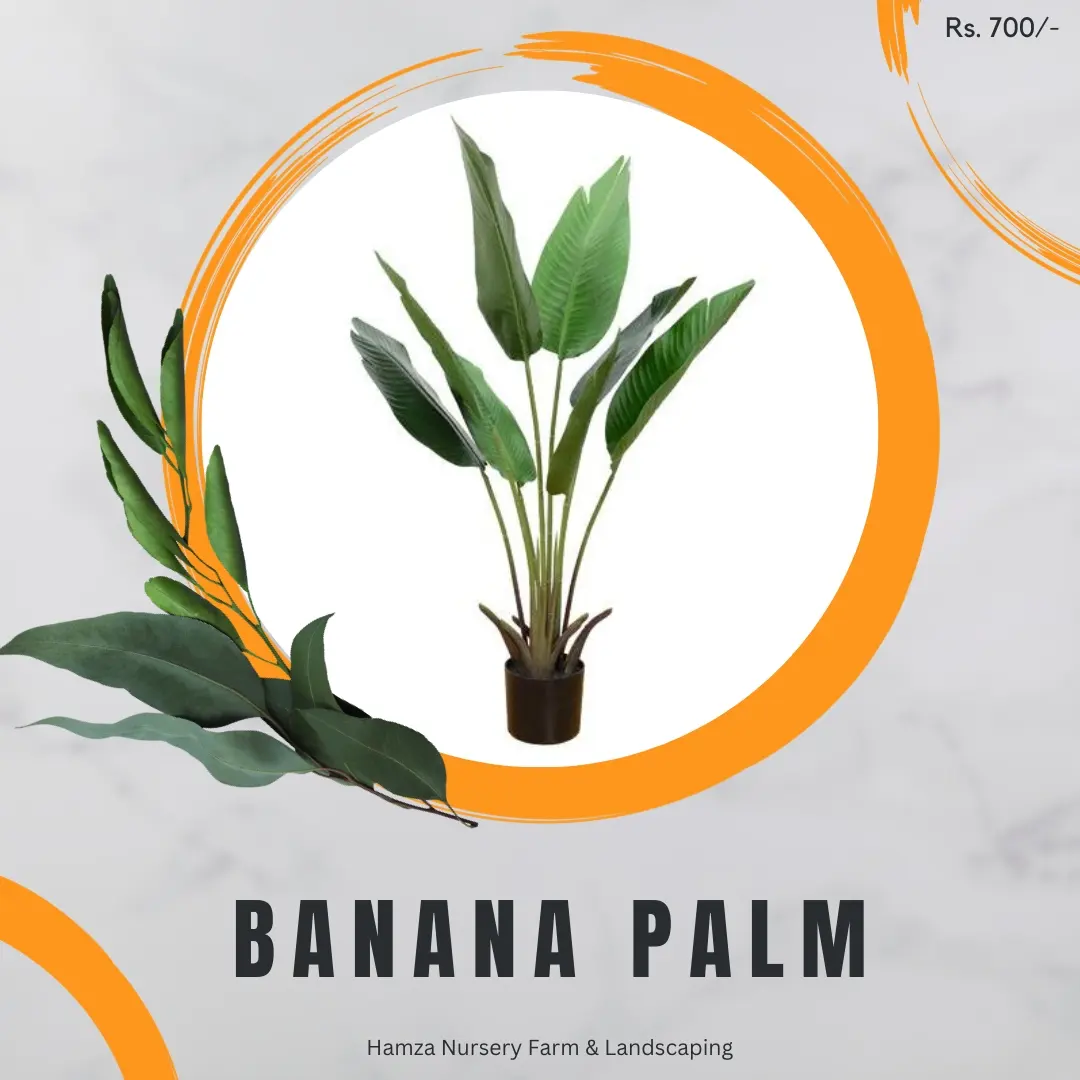Banana Palm