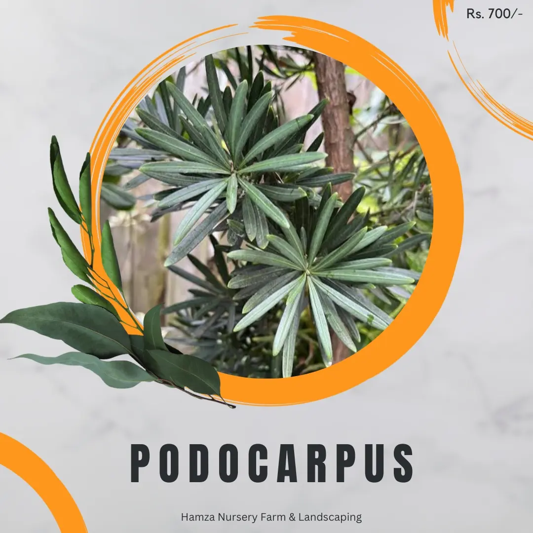 Podocarpus