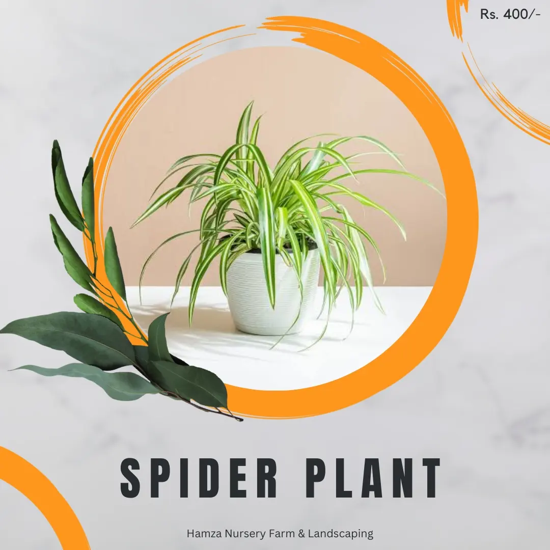 Spider Plant