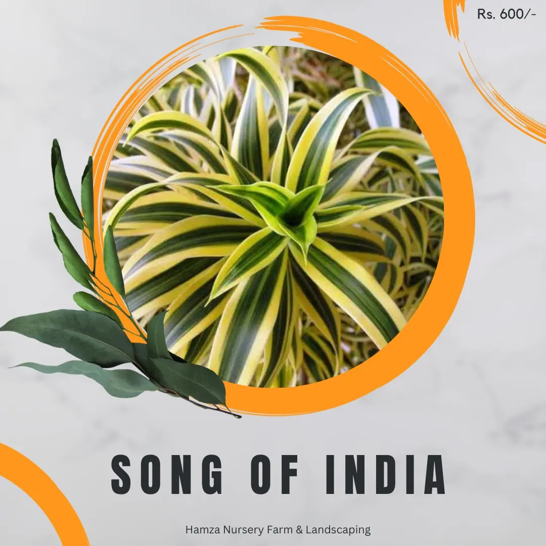 Song of India