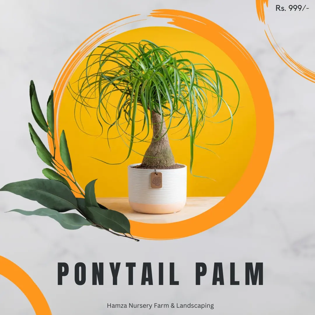 Ponytail Palm