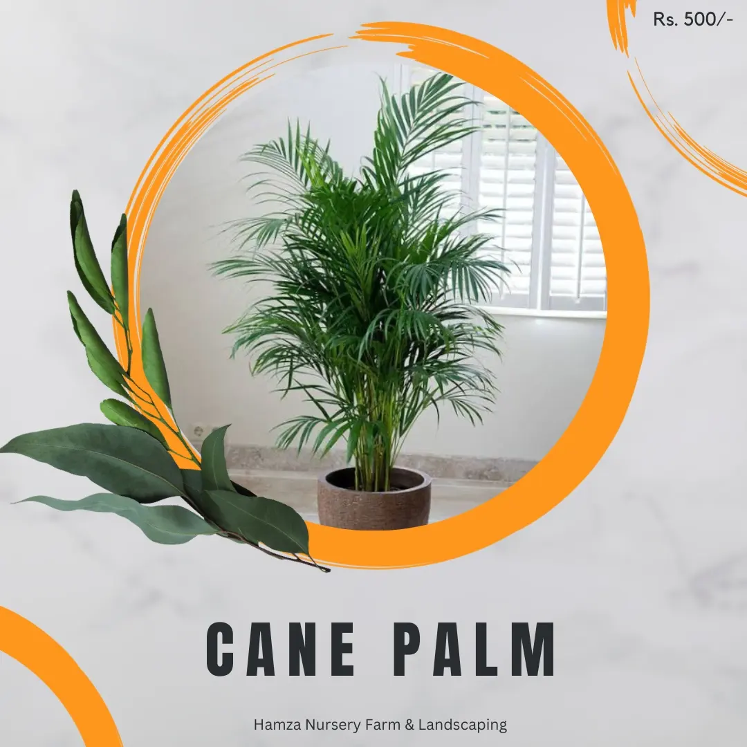 Cane Palm