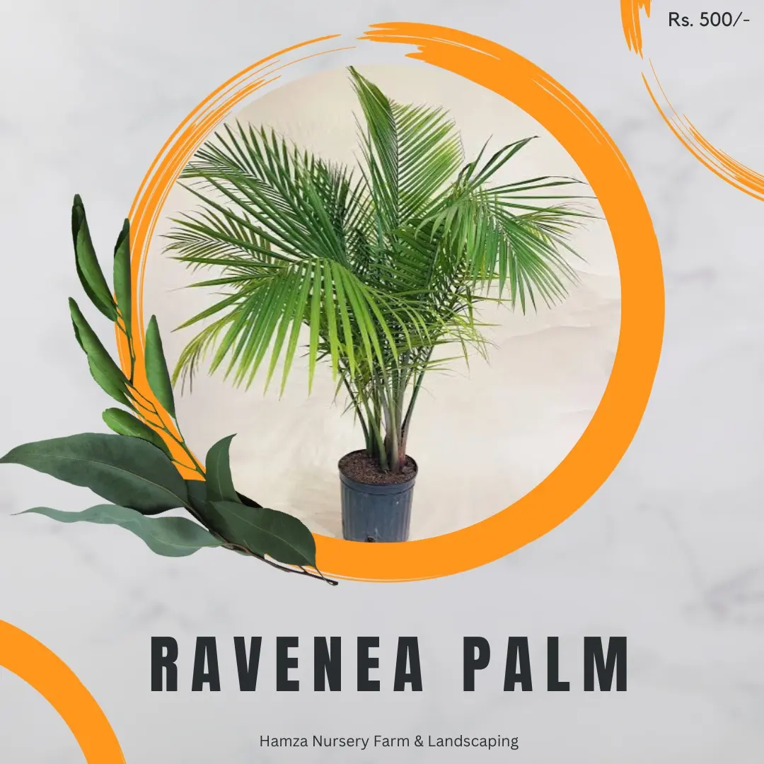 Ravenea Palm