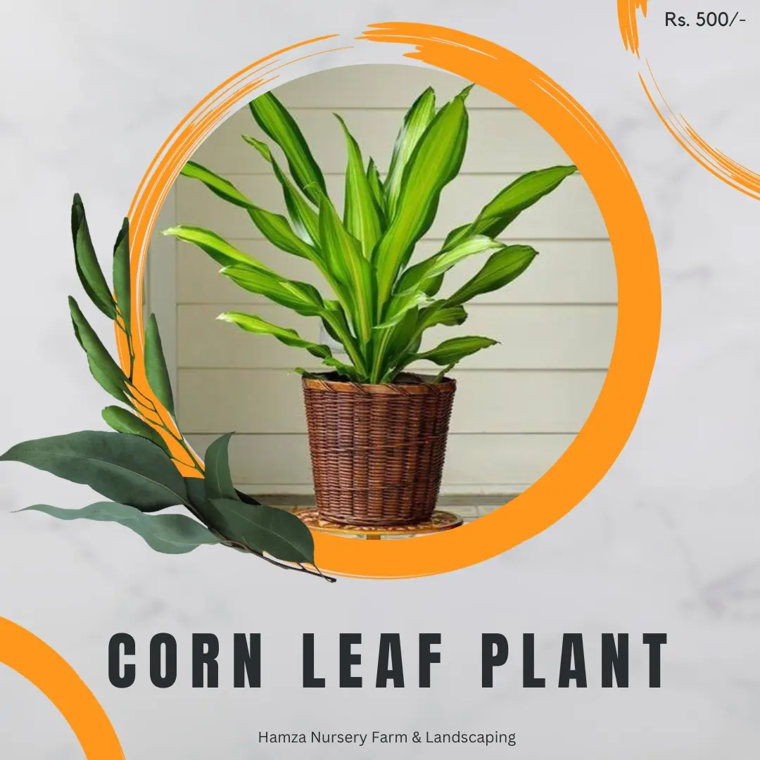 Corn Leaf Plant