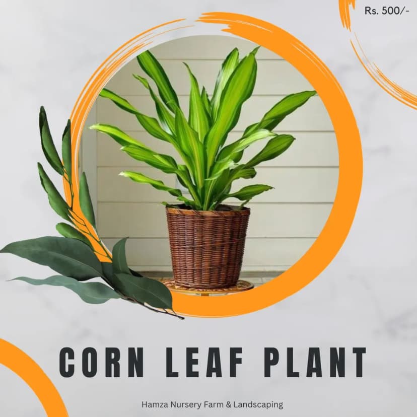 Corn Leaf Plant