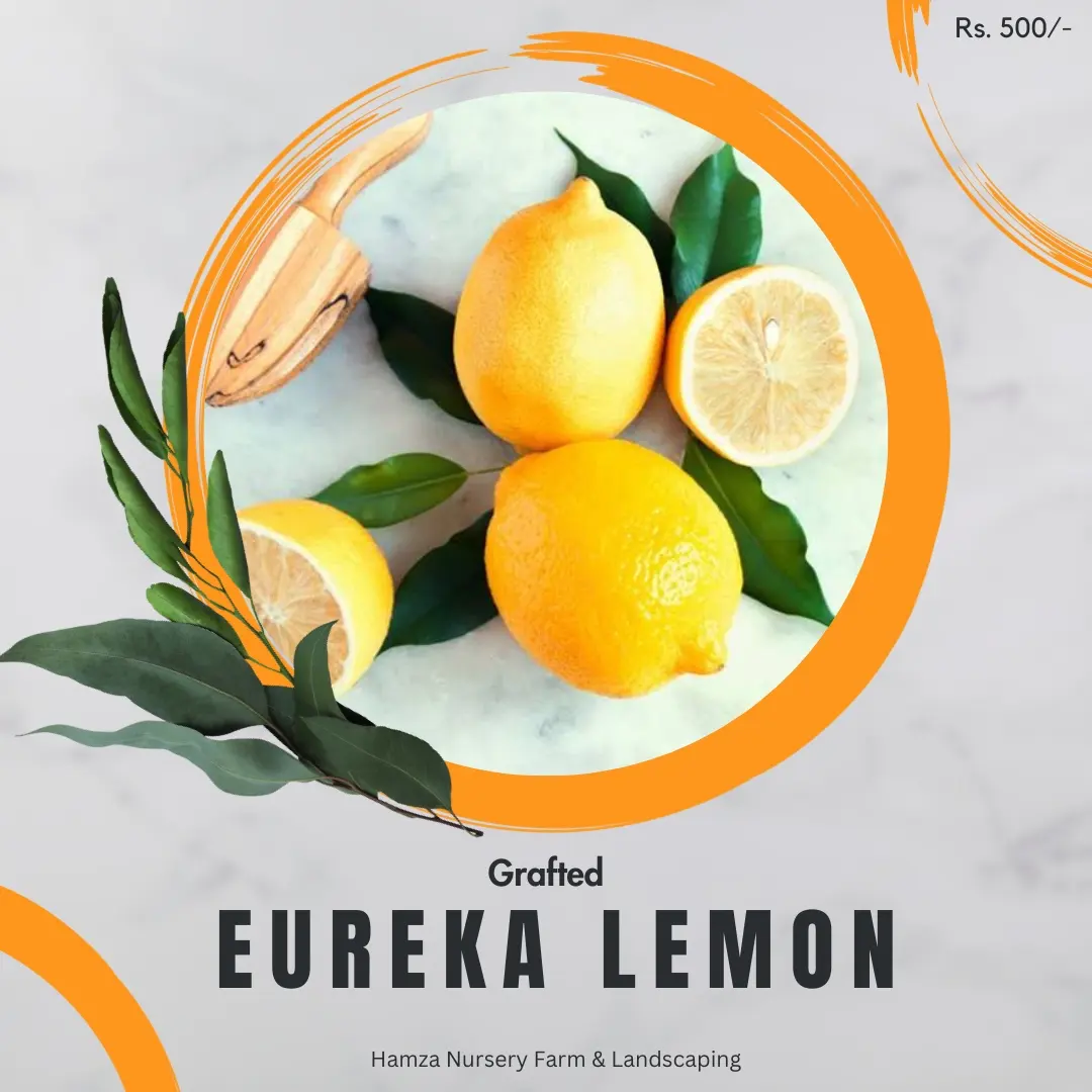 Eureka Lemon