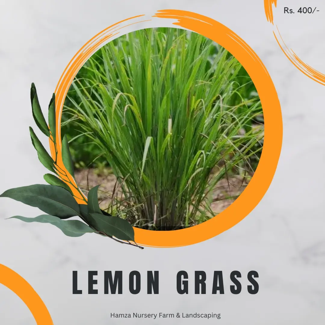 Lemongrass