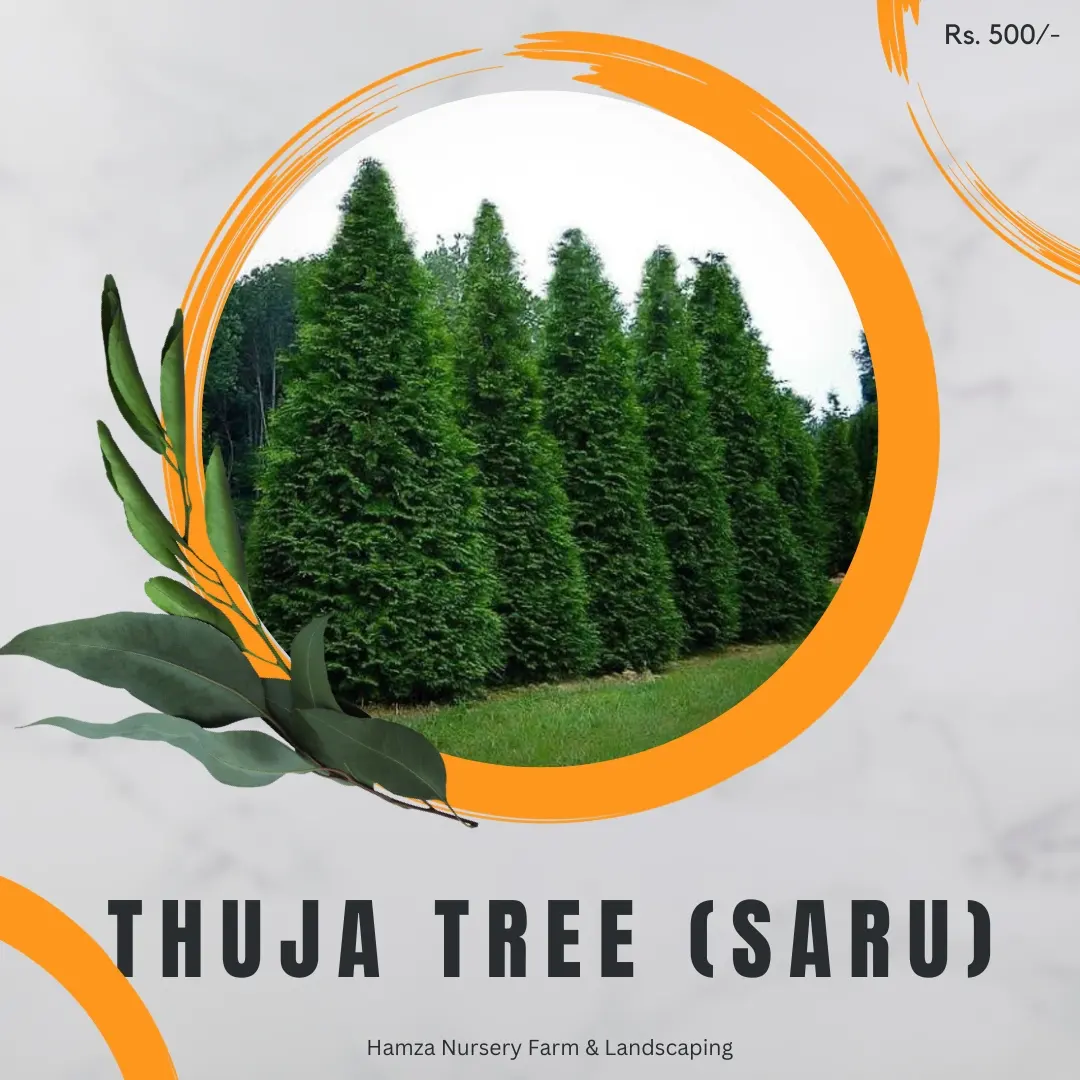 Thuja (Saru)