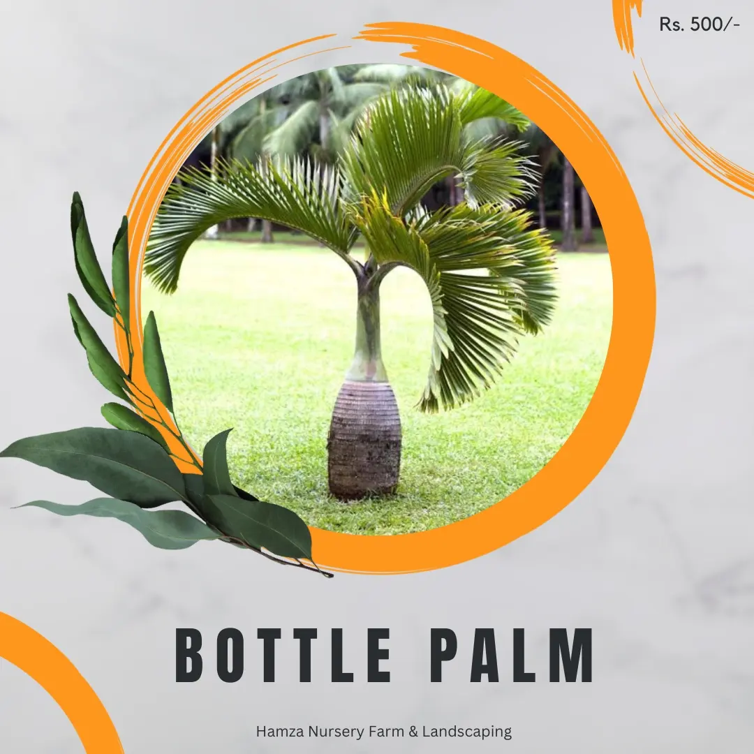 Bottle Palm