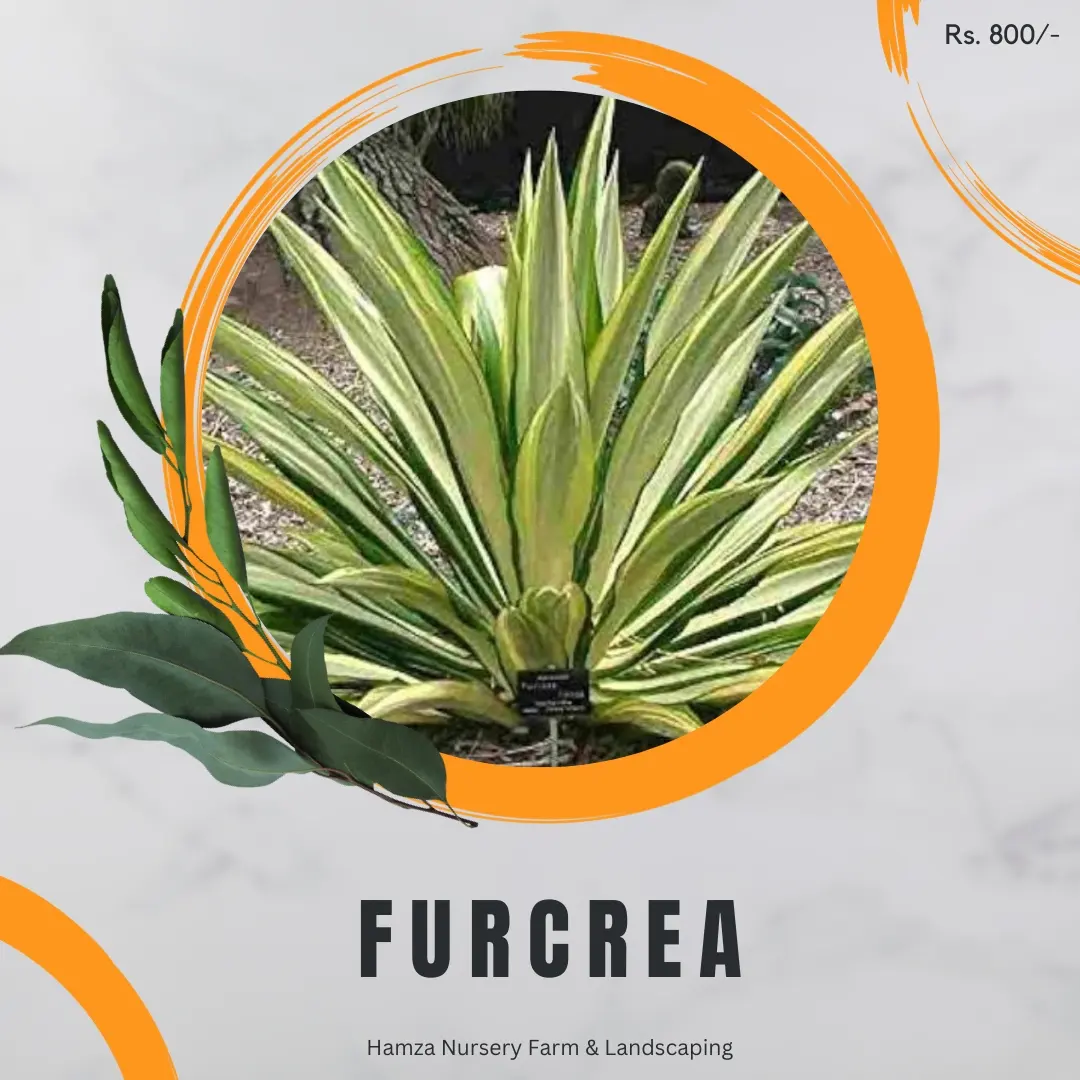 Furcraea