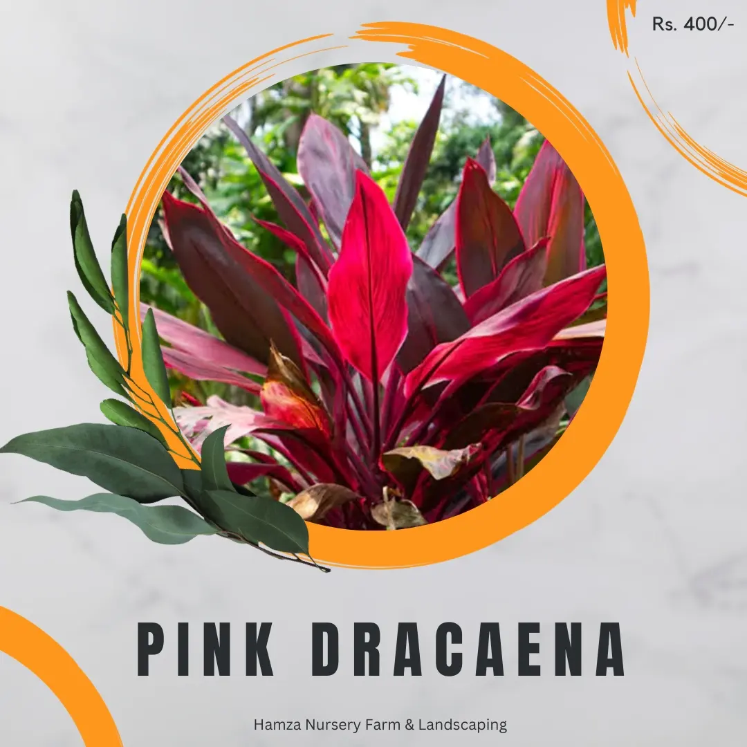 Pink Dracaena