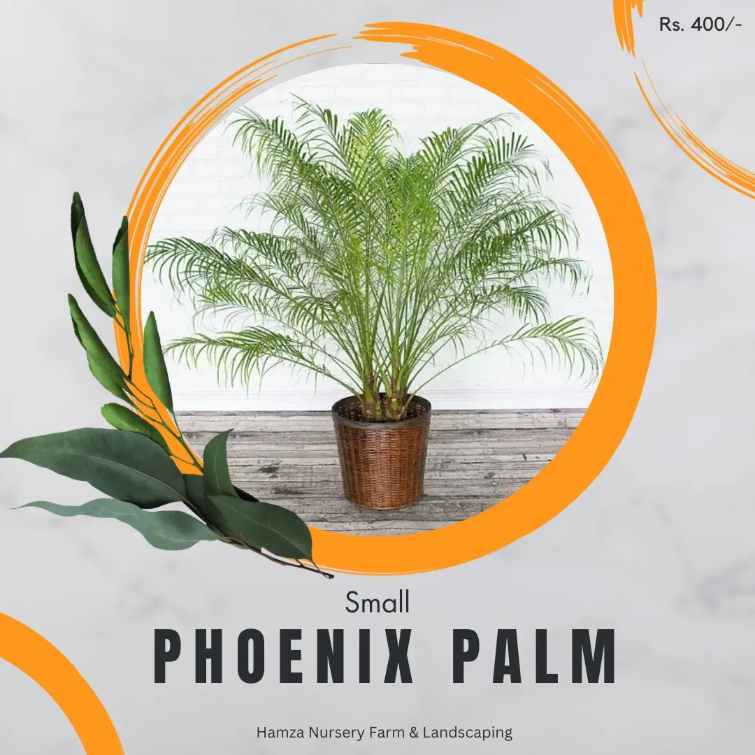 Small Phoenix Palm