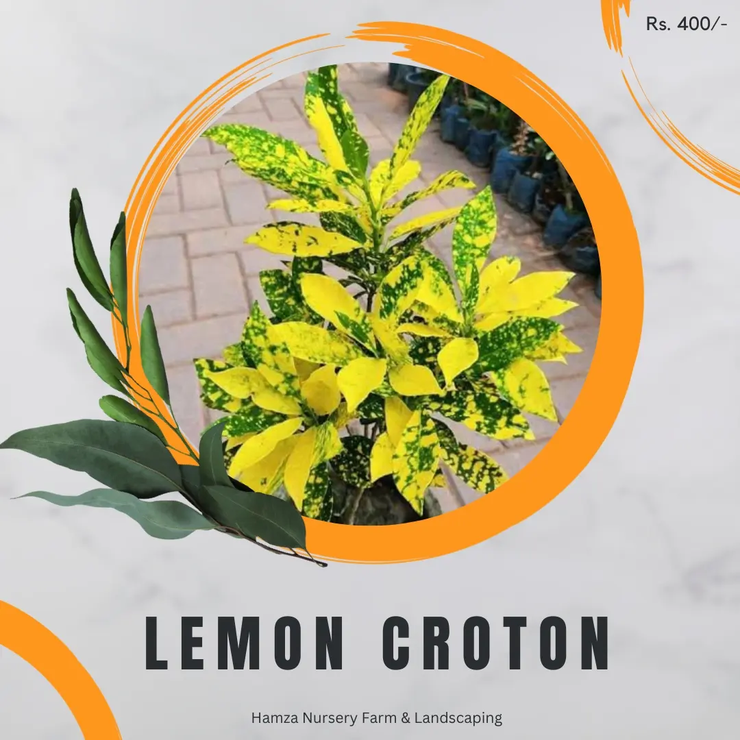 Lemon Croton
