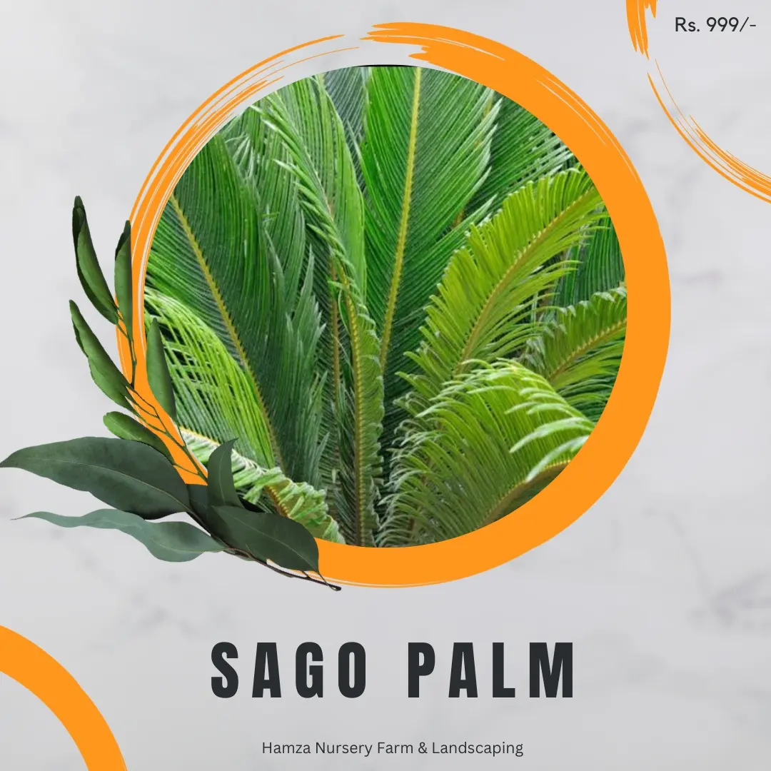 Sago Palm
