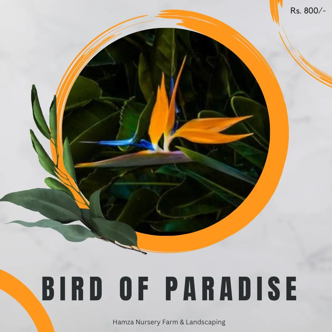 Bird of Paradise