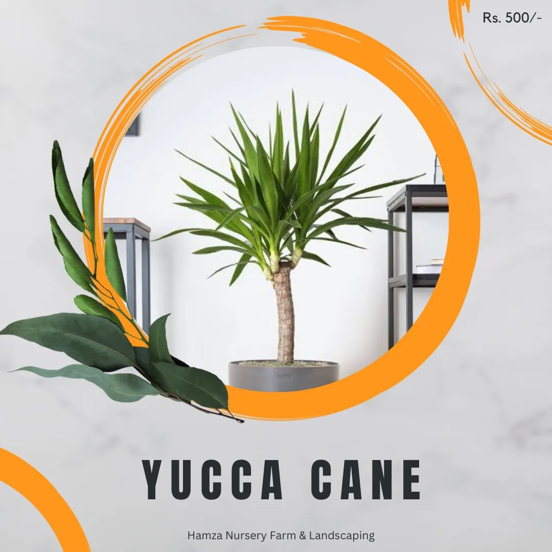 Yucca Cane