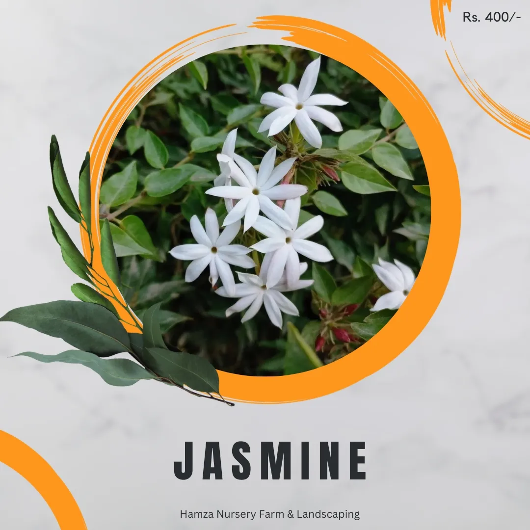 Jasmine