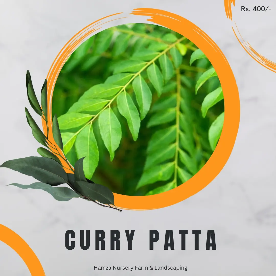 Curry Patta