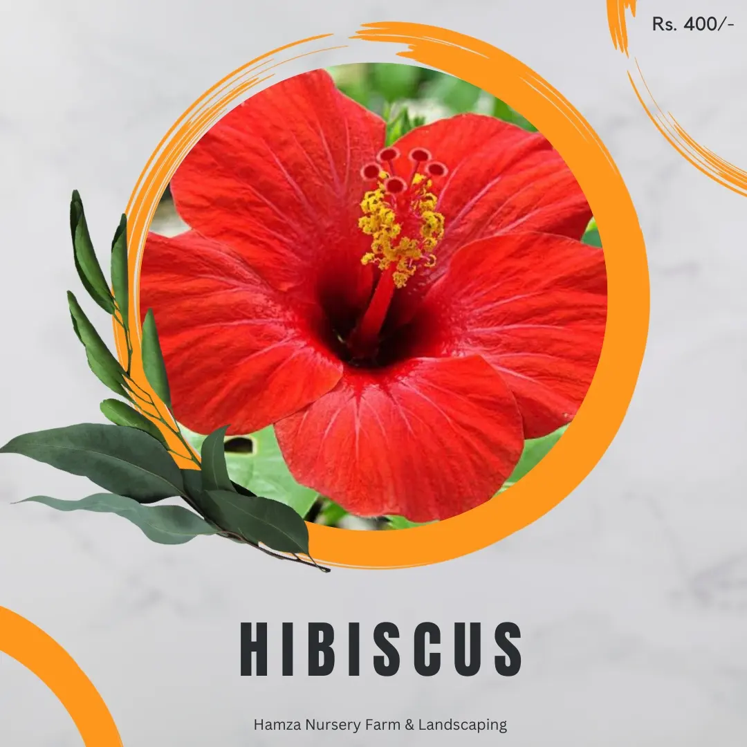 Hibiscus