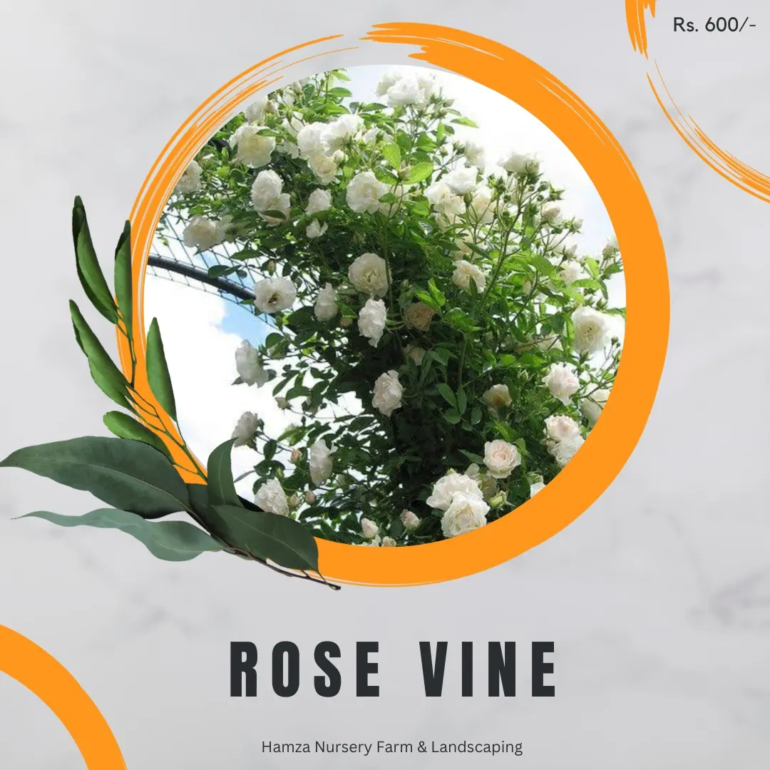 Rose Vine