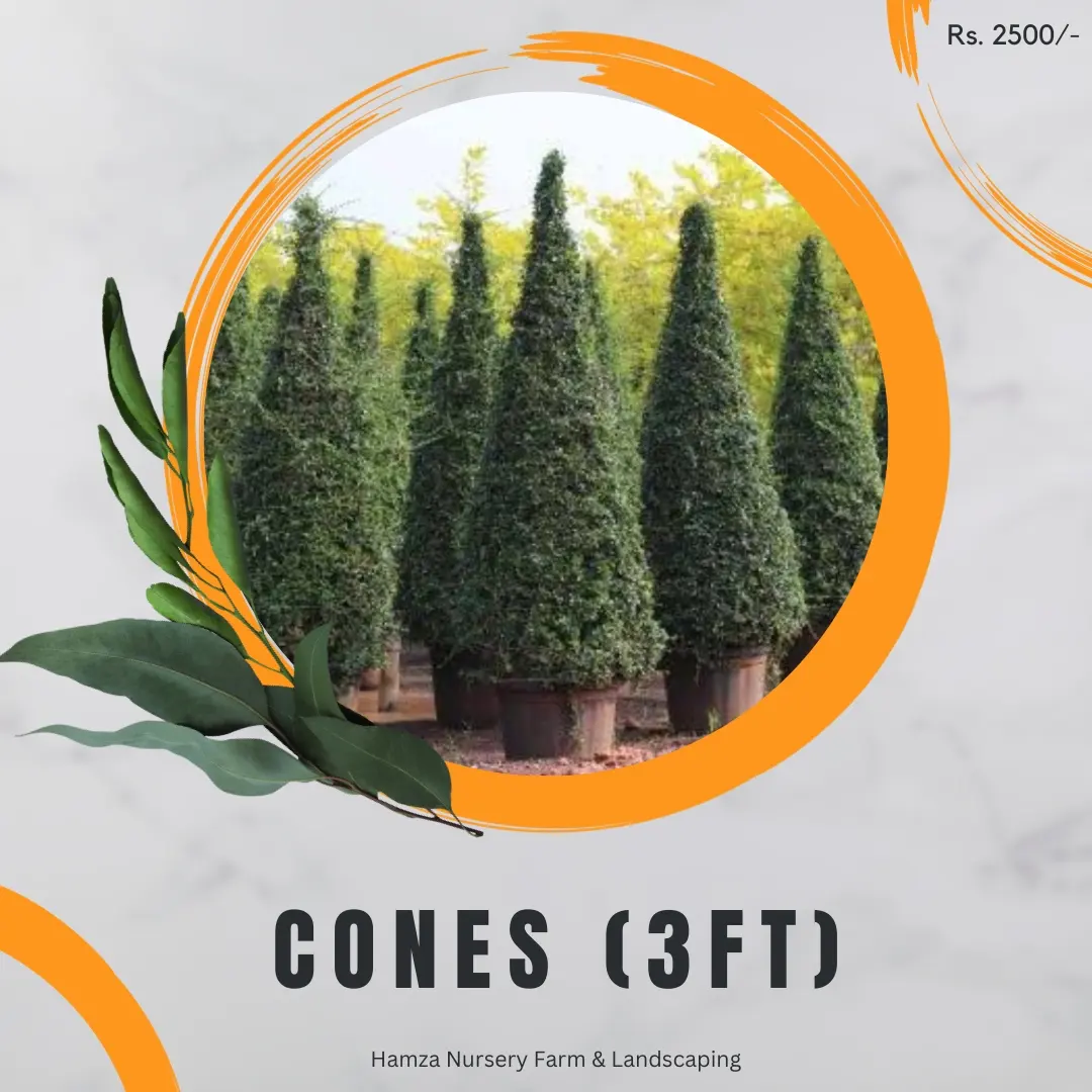 Cones 3ft