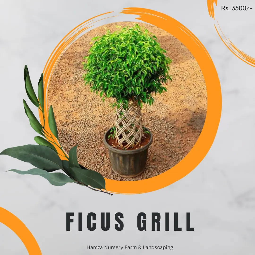 Ficus Green