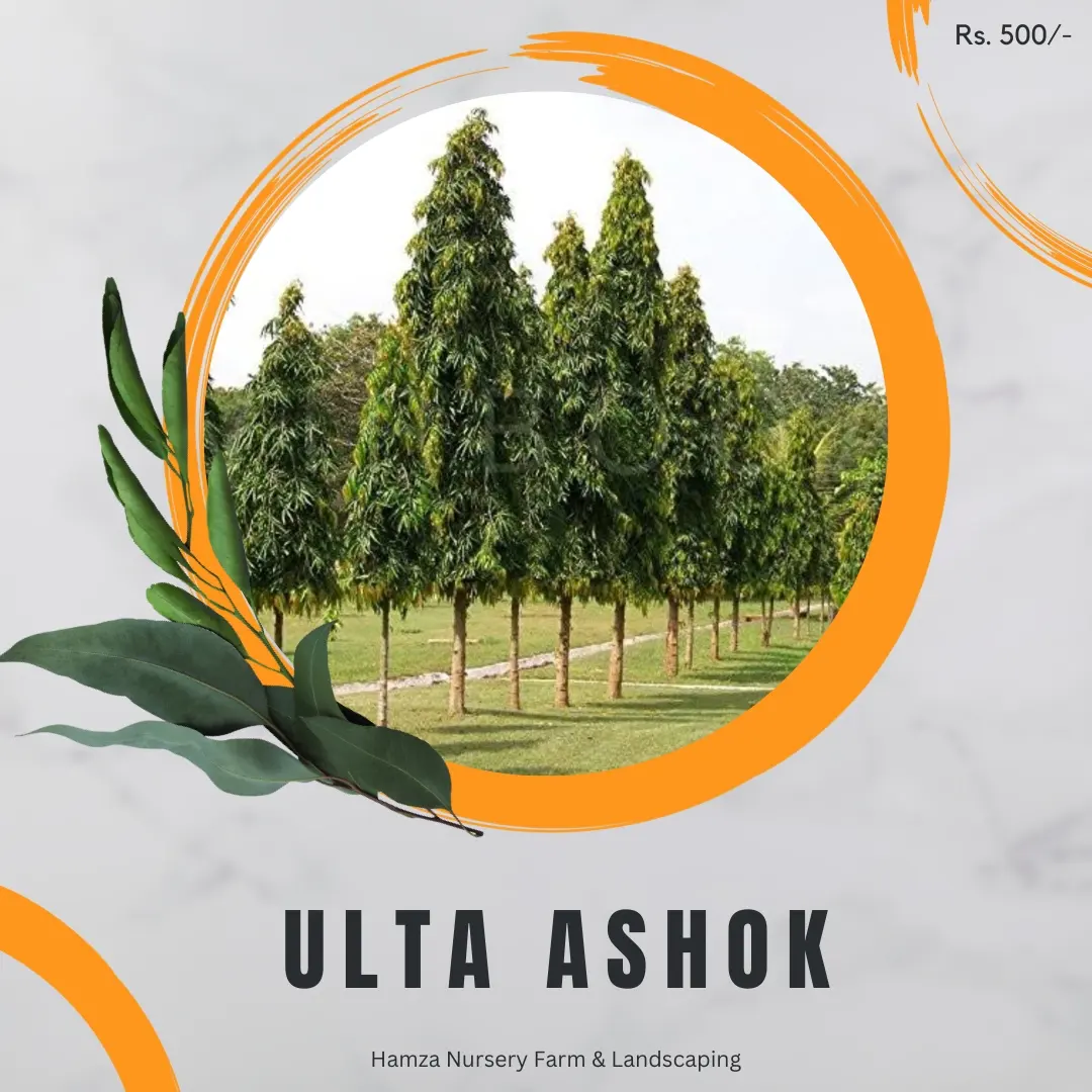 Ulta Ashok