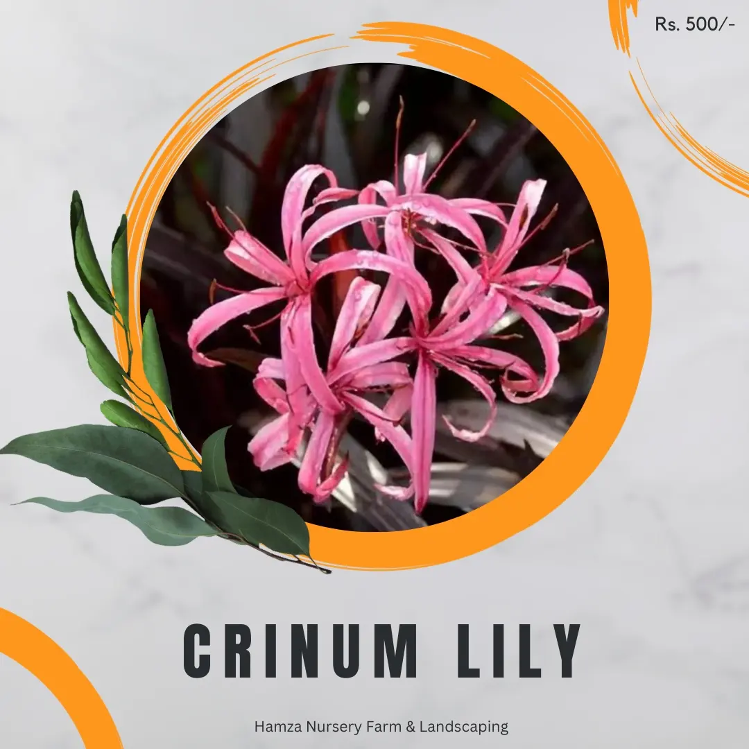 Crinum Lily