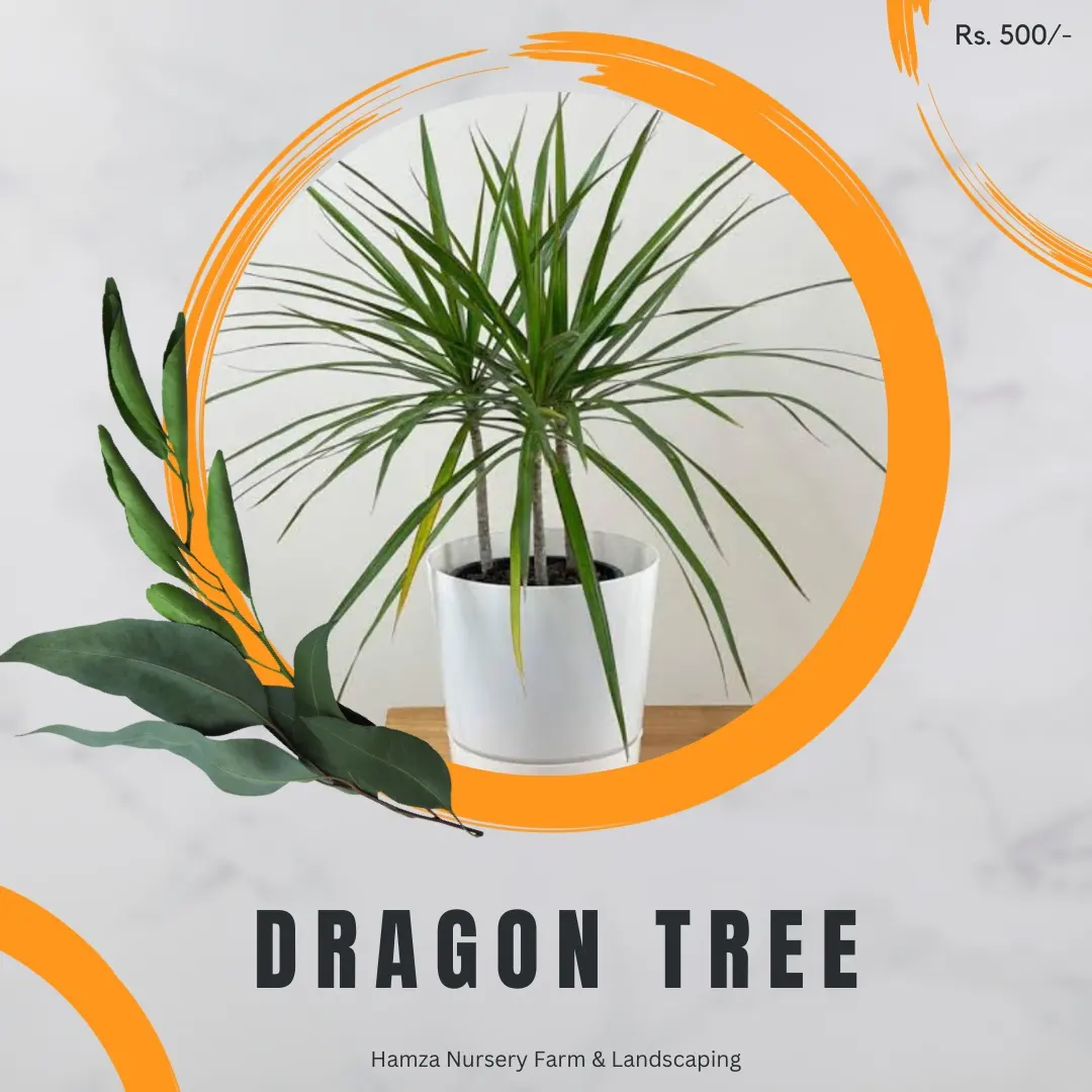 Dragon Tree