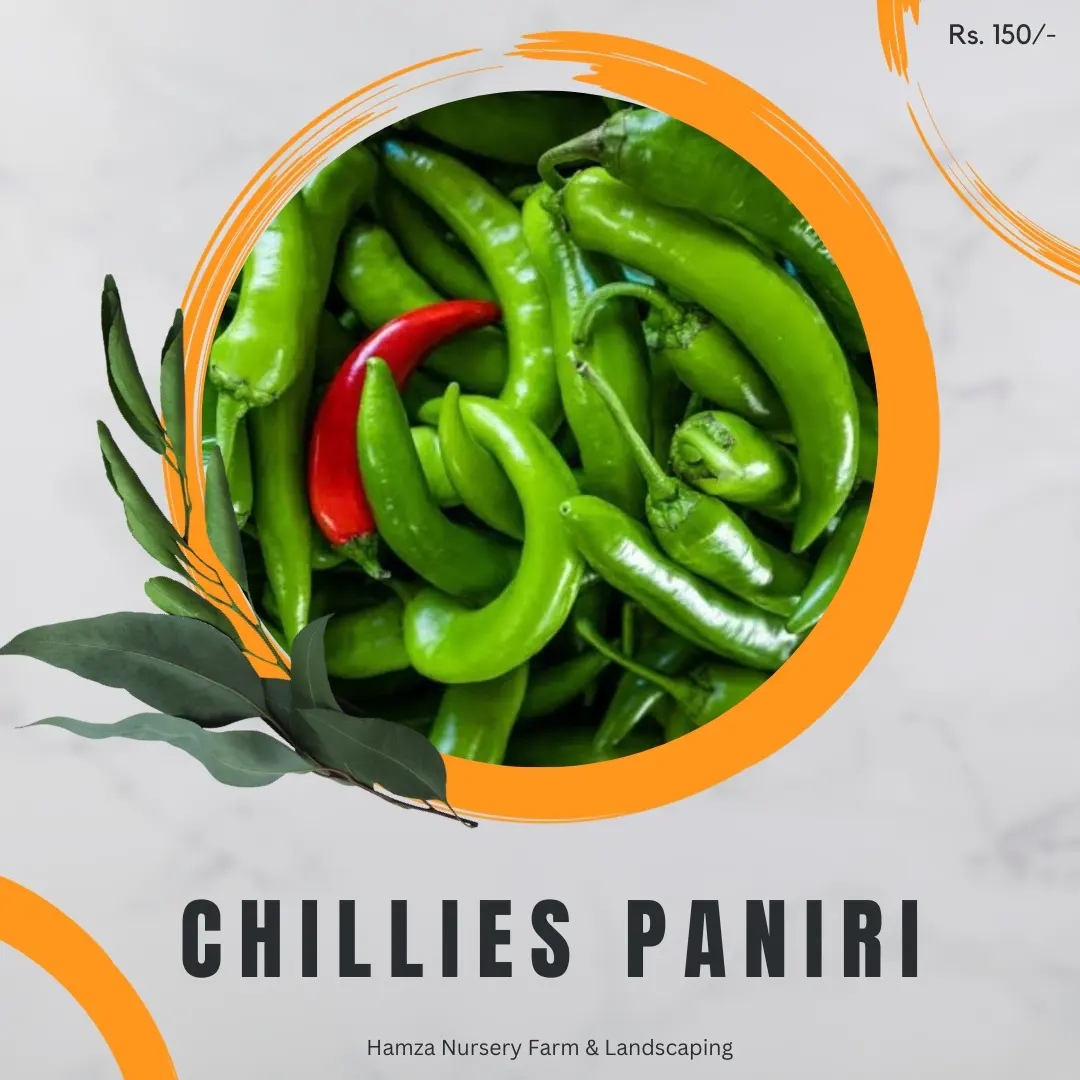 Chili Paniri